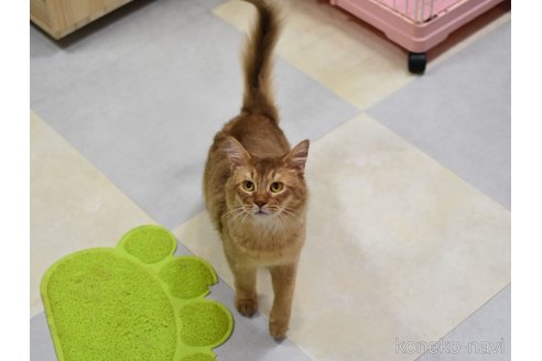 成約済の大阪府のソマリ-80191の2枚目